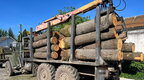 ДБР викрило незаконні рубки дерев у трьох областях на майже 15 мільйонів гривень