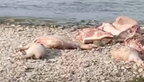 У Чернівцях на березі річки знайшли звалище заражених чумою туш свиней