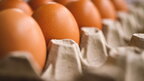 ЄС відновить мита на українські яйця та цукор