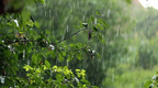 В Україні сьогодні до +36°, дощі очікуються лише у західних областях