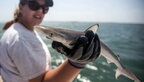 Учені вперше підтвердили присутність кокаїну в акулах