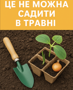 Город у травні: що категорично не можна садити, а що - варто