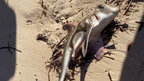 В Австралії токсичні водорості спричинили масову загибель морських тварин