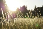 24 червня: гороскоп, іменини, свята