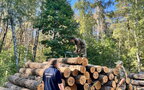 ДБР: екскерівник лісгоспу «списав» приватникам понад 5 млн грн