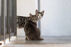 Чому коти не люблять інших котів: 6 основних причин