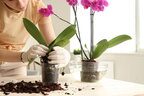 Як доглядати за орхідеями взимку: поради експертів