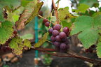 Вчені назвали найкорисніший виноград: темний чи світлий?