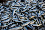 Продукти, які допомагають отримати достатньо вітаміну D