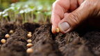 Щоб сходило швидше й рясніше: яке насіння слід замочувати перед тим, як садити