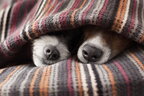 8 найдобріших порід собак – ParadePets