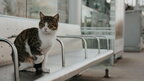 Чи можуть котячі вуса бути «метеорологічними інструментами» — думка вченого