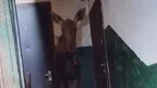 У Києві лось сховався в під’їзді багатоповерхівки: тварину повернули до лісу