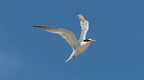 На Одещині помітили рідкісного малого крячка, якому загрожують наслідки війни